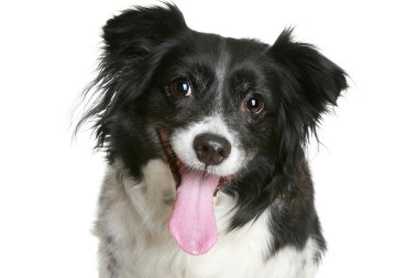 portre sevimli gülümseyen köpek