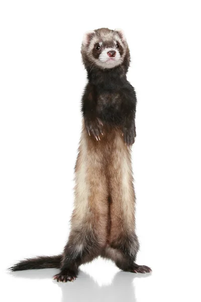 Ferret (Mustela putorius furo) — Stock Photo, Image