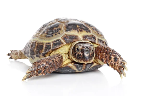 Tortoise in front of a white background — Stok fotoğraf