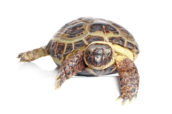Tortoise in front of a white background — Stok fotoğraf