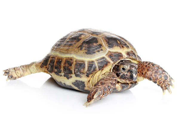 Tortoise in front of a white background — Stockfoto