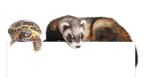 Ferret and tortoise on a white banner — Stock Photo, Image