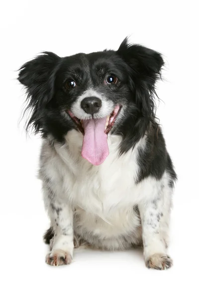 Retrato de um cão sorridente encantador — Fotografia de Stock