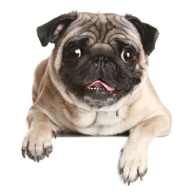 Pug dog on white banner clipart