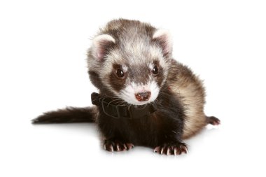 Ferret on a white background clipart