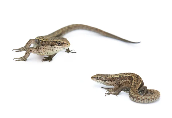 Lizards isolated on a white — Stock Photo, Image