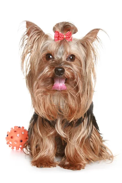 Yorkshire Terrier on a white background — Stock Photo, Image