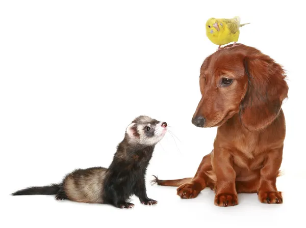 腊肠狗、 鹦鹉和孚瑞特 — 图库照片