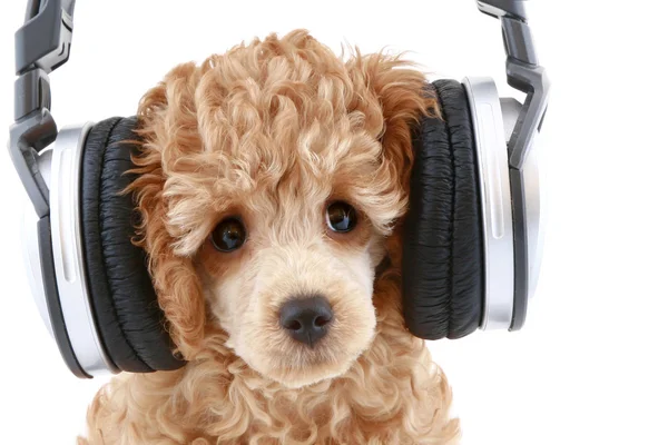 Poedel puppy in hoofdtelefoon — Stockfoto