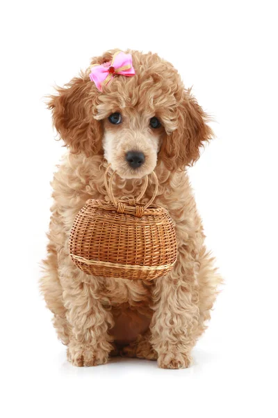 Apricot color poodle with wicker basket — Stock Photo, Image