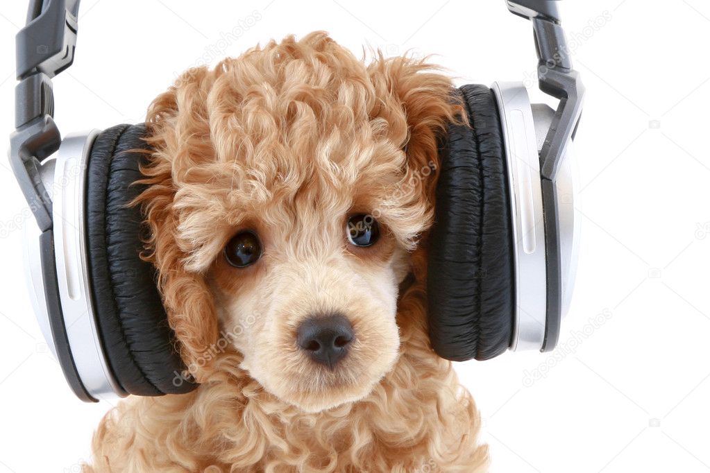 Poodle puppy in headphones