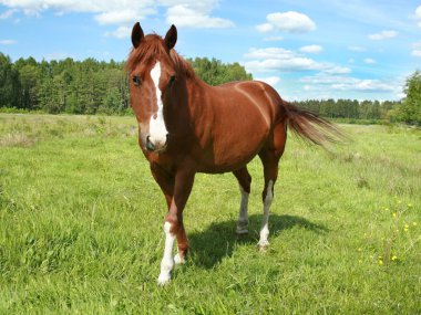 paard portret op een weiland