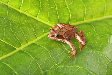 Curious frog on a big green leaf clipart