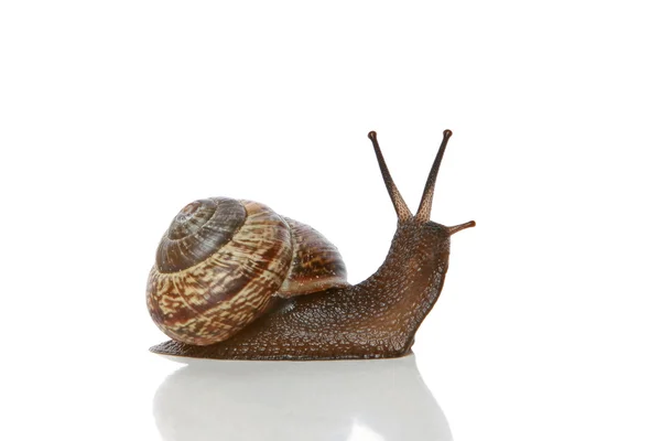 Garden Snail on white — Stock Photo, Image