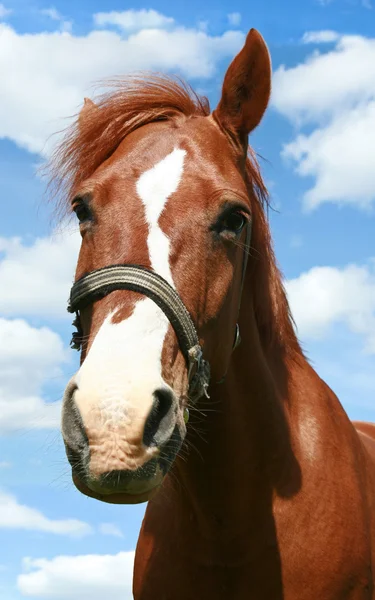 stock image Horse portrait