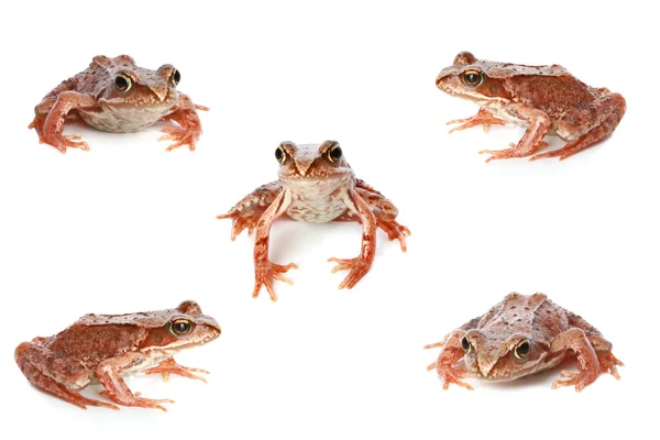 Mieszanka brązowy żaba — Zdjęcie stockowe