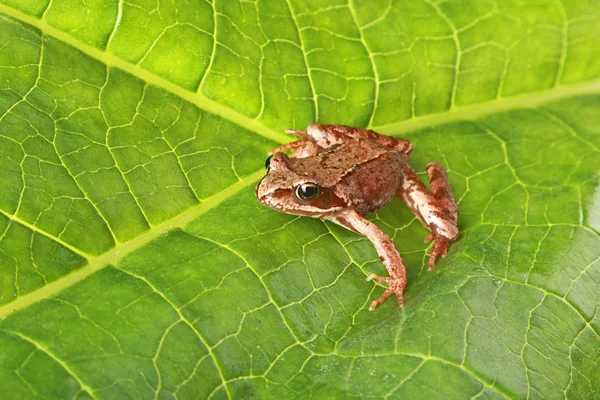 Zvědavý žába na velký zelený list — Stock fotografie