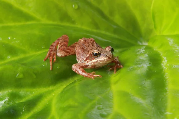 Curiosa rana sobre una gran hoja verde —  Fotos de Stock