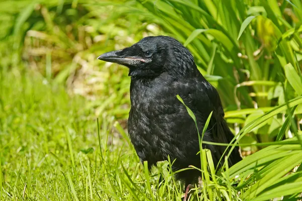 Молодой ворон в зеленой траве — стоковое фото
