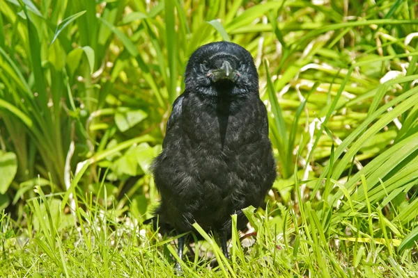 Corvo jovem em uma grama verde — Fotografia de Stock