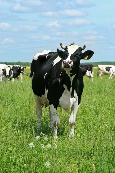 Коровы на зеленой траве — стоковое фото