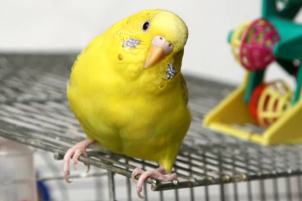 Sarı muhabbet kuşu — Stok fotoğraf