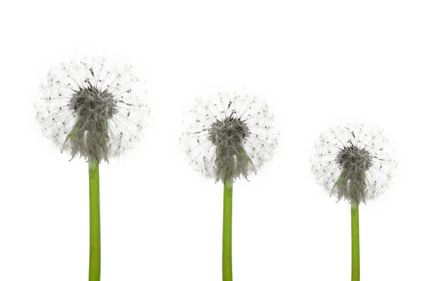 Three dandelions on a white background — Stock Photo, Image