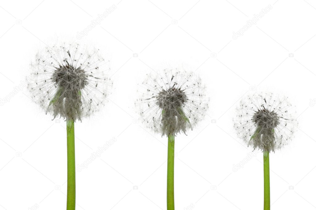 Three dandelions on a white background