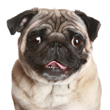 Pug portrait on a white background clipart