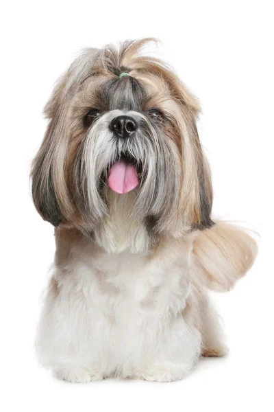 Портрет собаки Ши Цзы на белом — стоковое фото