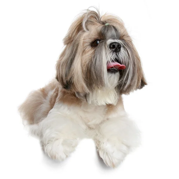 Shih tzu köpek portre üzerinde beyaz — Stok fotoğraf