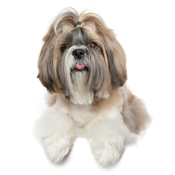 Shih tzu hund porträtt på vit — Stockfoto