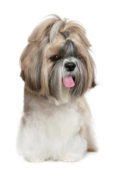 화이트에 신 쭈 강아지 초상화 — 스톡 사진