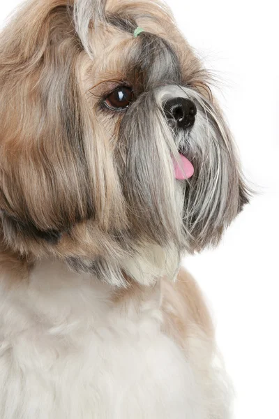 Shih tzu hund porträtt på vit — Stockfoto