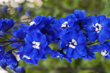 mavi çiçekler delphinium