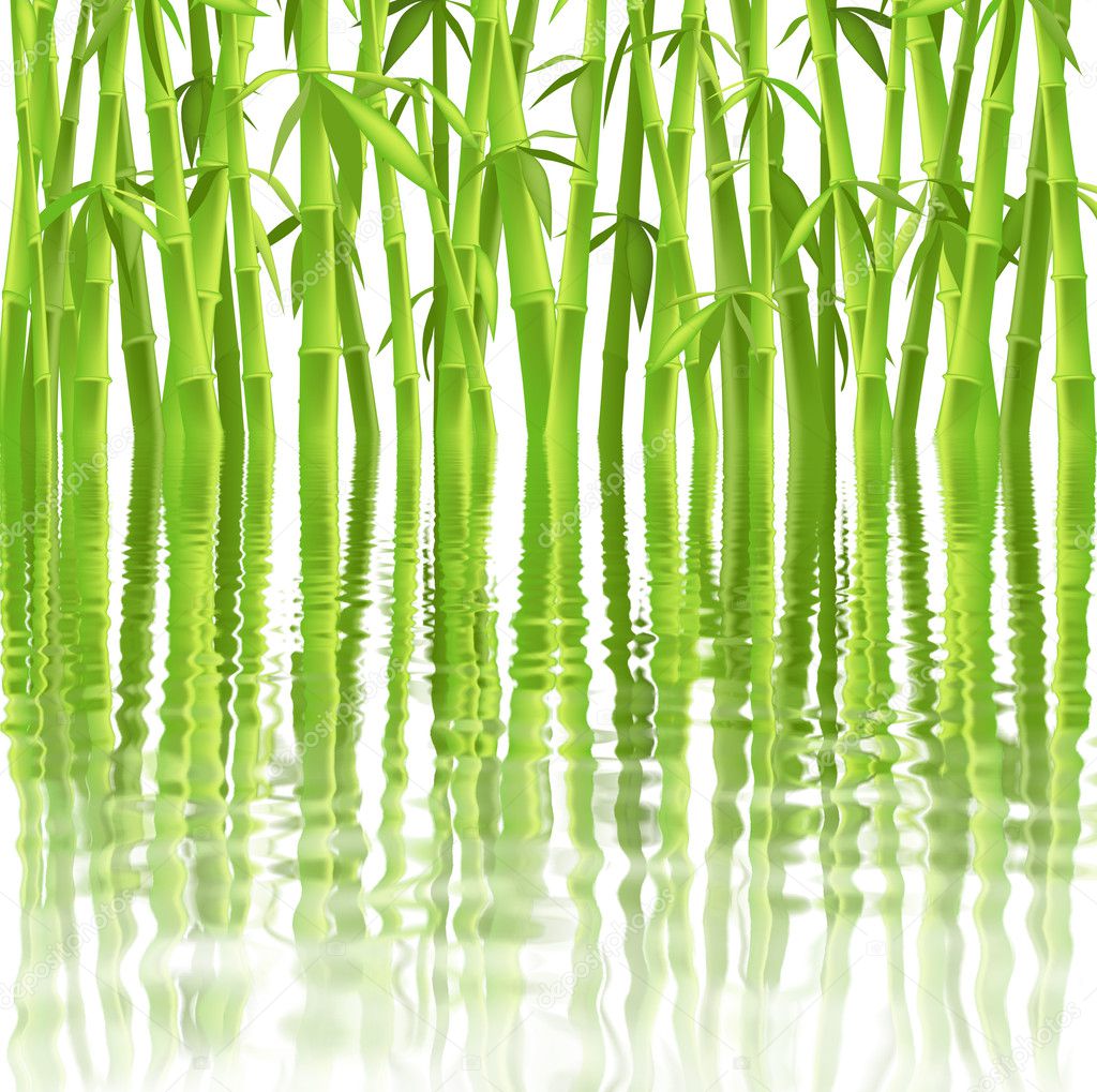 Picture chinese bamboo tree Chinese bamboo trees — Stock Photo