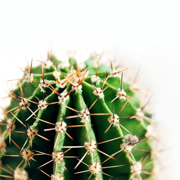 Kaktusz közelről — Stock Fotó