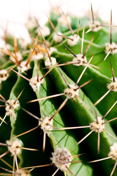 Kaktusz közelről — Stock Fotó