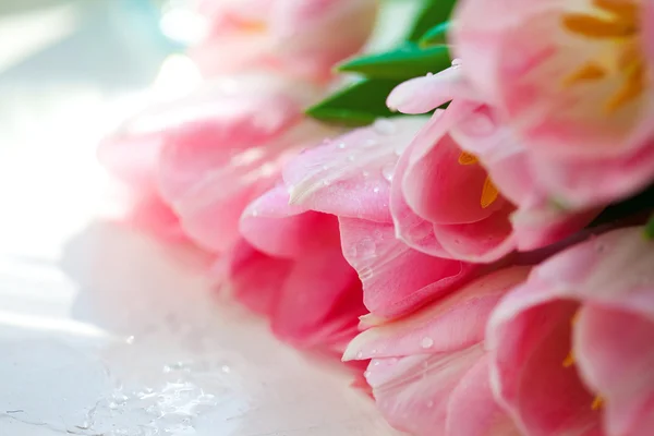 Τουλίπες ροζ λουλούδι — Φωτογραφία Αρχείου