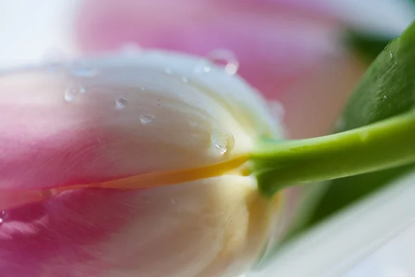 Rosa blomma tulpaner — Stockfoto