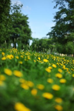 dandelions ile ahşap çayır