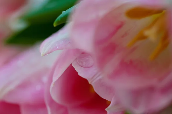 Rosa blomma tulpaner — Stockfoto
