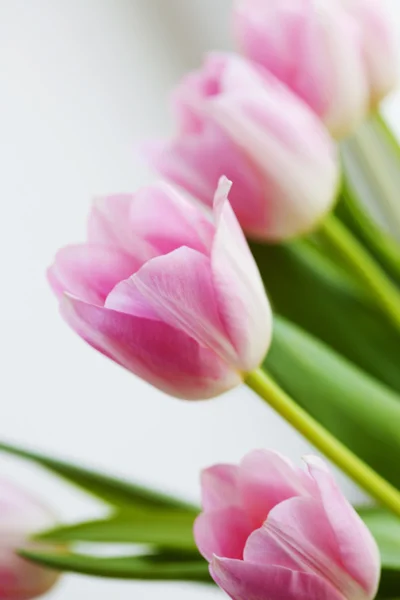 stock image Pink flower tulips