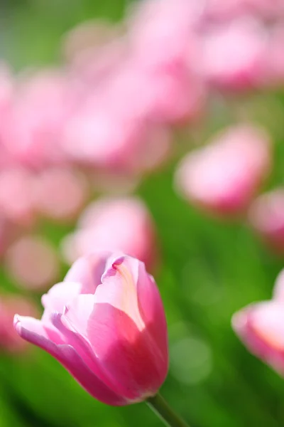 stock image Gentle pink tulips on a flower field