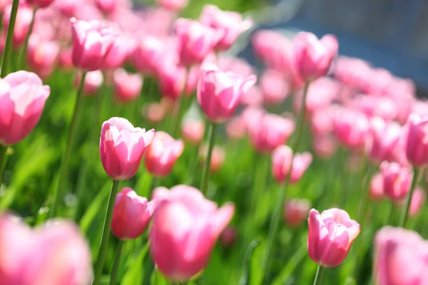 Jemné růžové tulipány na květinové pole, — Stock fotografie