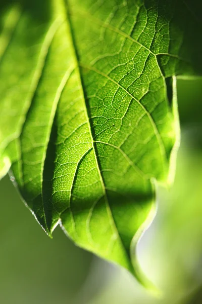 Green sheet on a gleam — Stock Photo, Image
