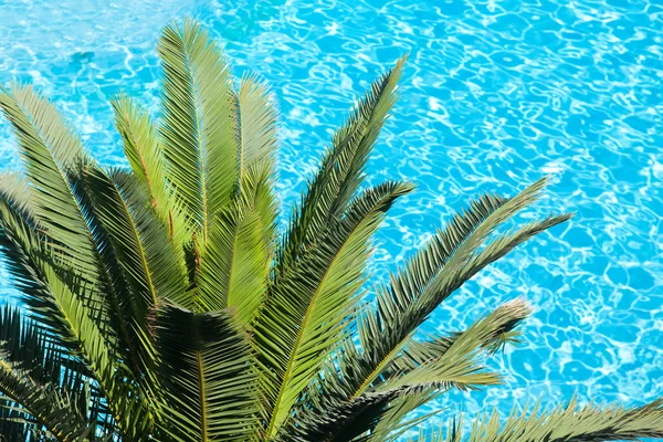 Palmera en la piscina azul del hotel —  Fotos de Stock