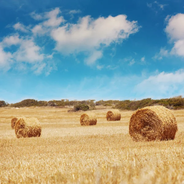 Солом'яні тюки на сільськогосподарських землях з блакитним небом — стокове фото