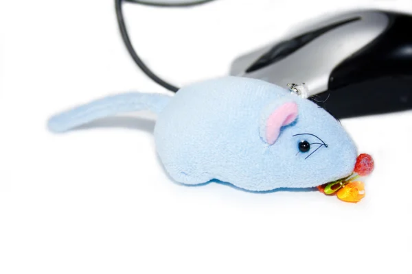 マウス — ストック写真