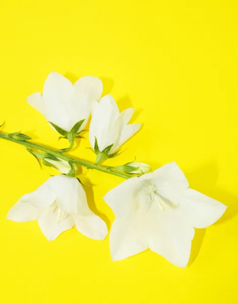 Clopot-floare — Fotografie, imagine de stoc